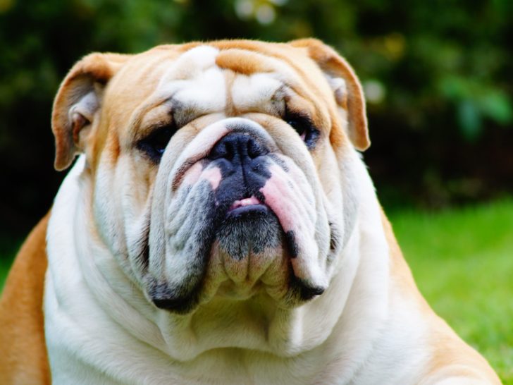 Englische Bulldogge: Der liebevolle Familienhund