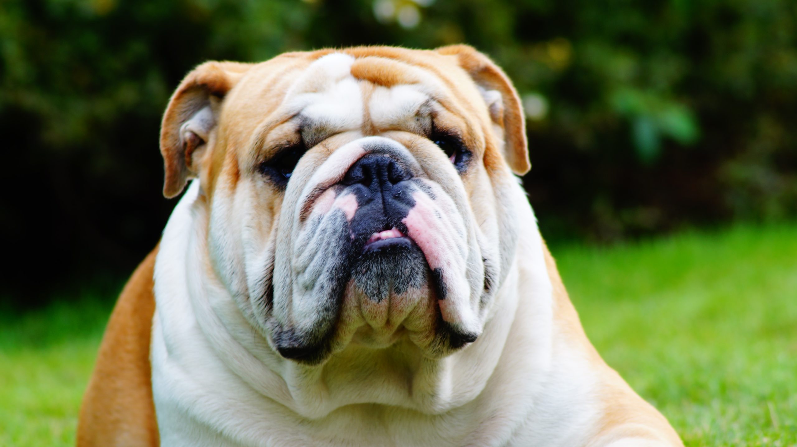 Englische Bulldogge