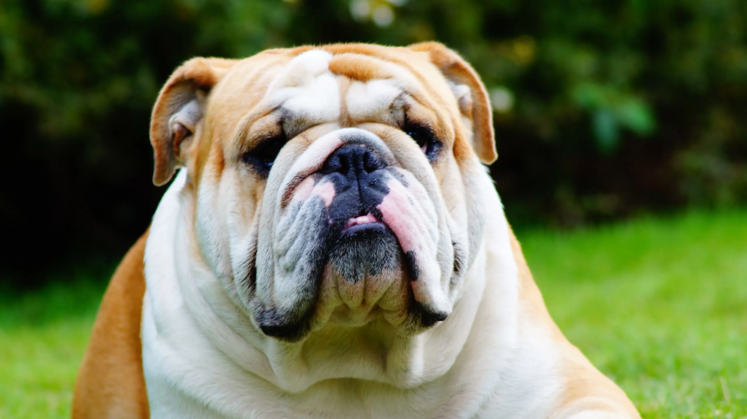 Englische Bulldogge