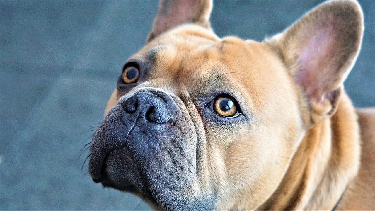 Französische Bulldogge