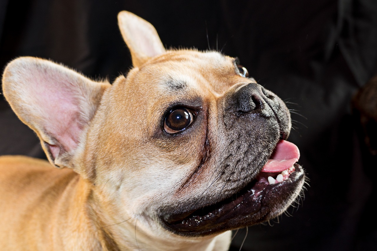 Französische Bulldogge