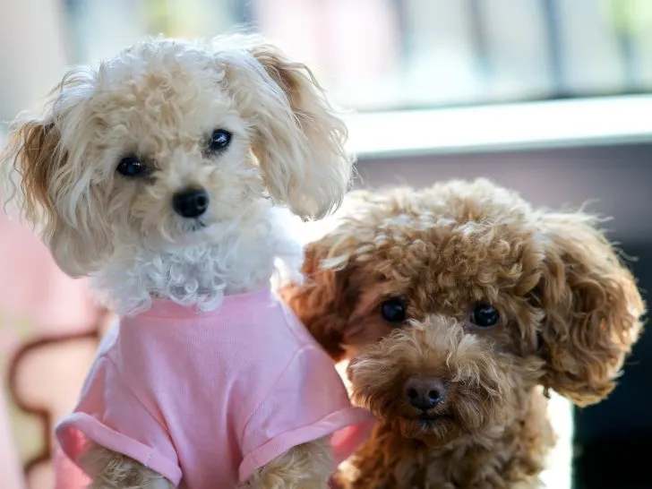Toy Pudel: Die kleinste Größenvariante des Pudels