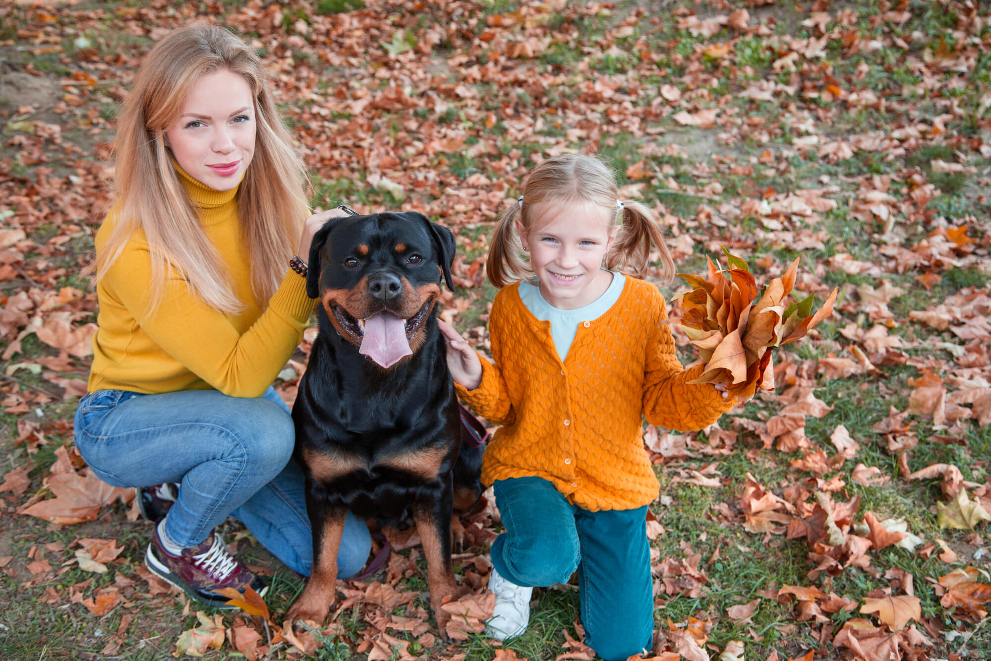 Rottweiler für eine Familie