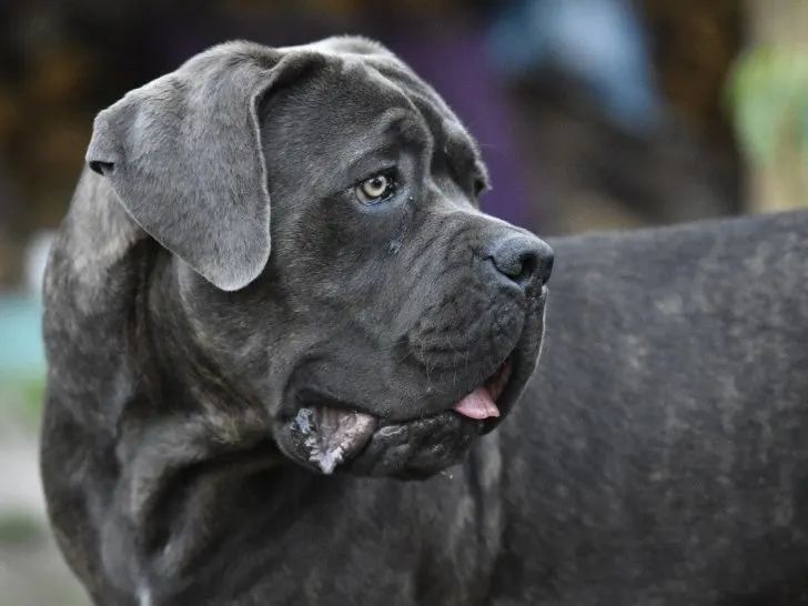 Cane Corso: Gehorsam und treu, aber nicht f&uuml;r jeden