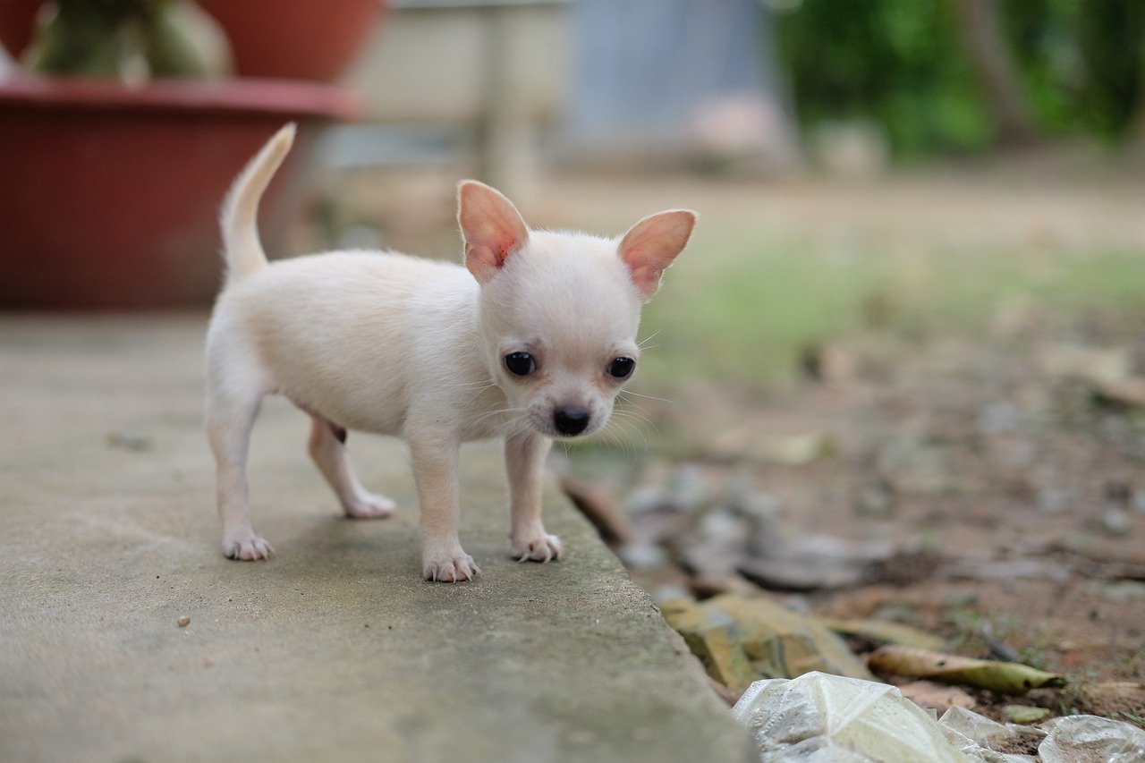 chihuahua welpen