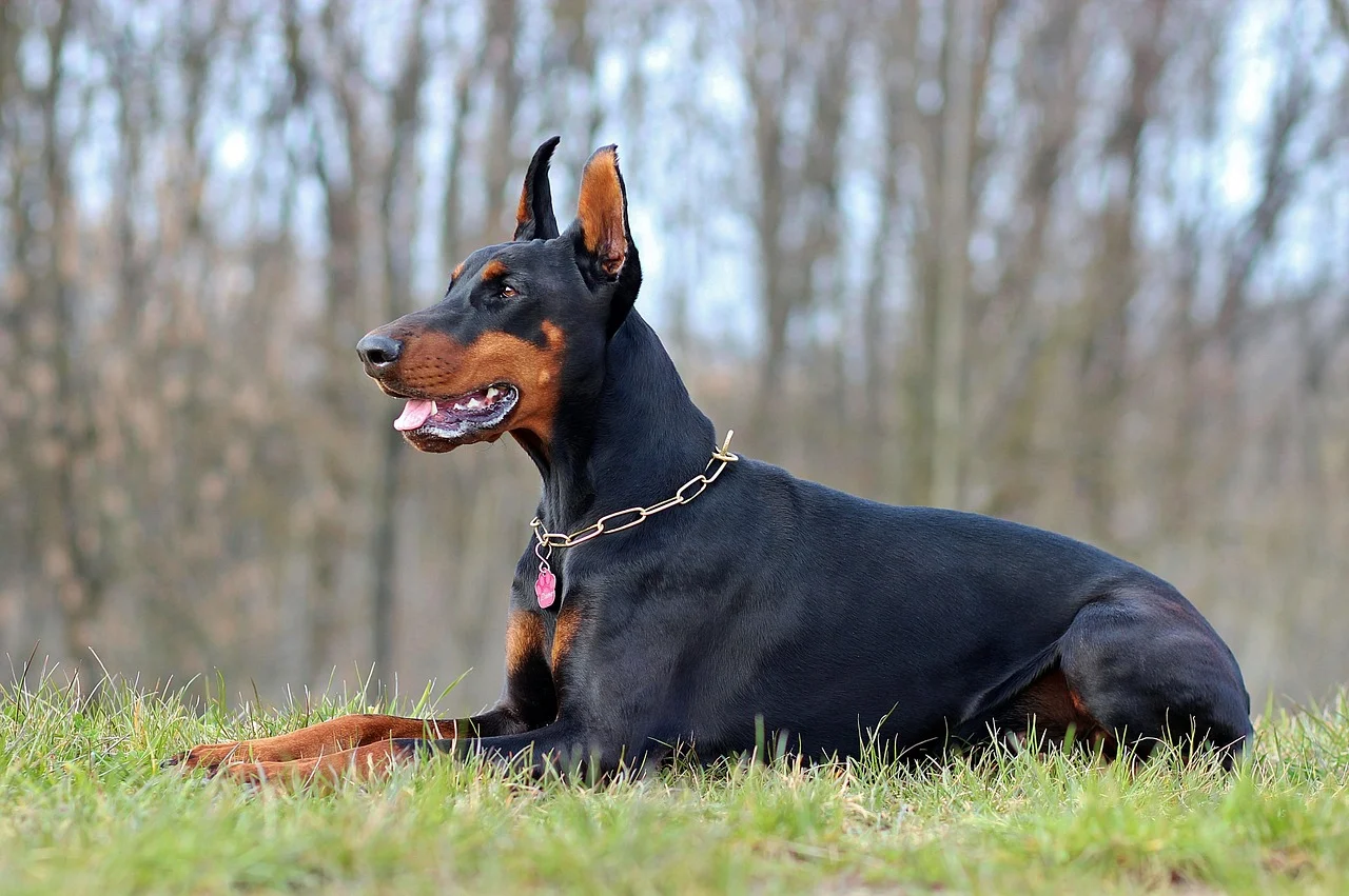 dobermann