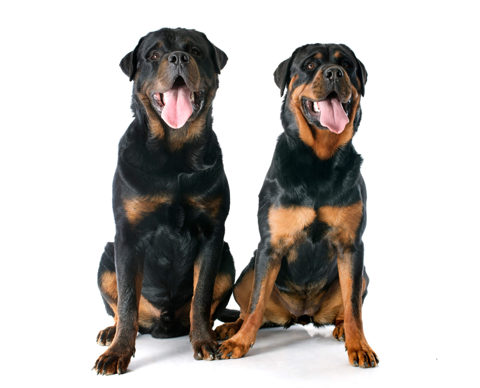 Zwei Rottweiler 