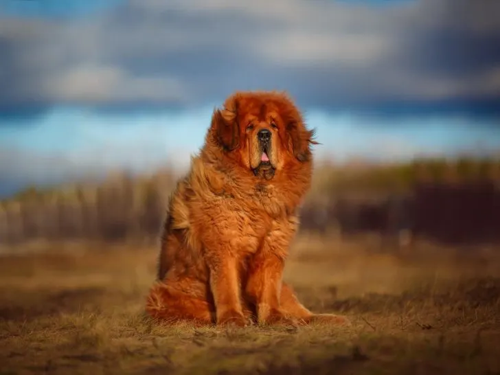 Tibet Dogge oder Do Khyi: Der furchtlose Riese