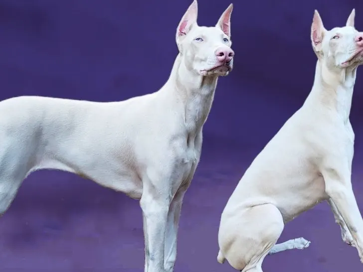 Dobermann weiß: Warum sie so umstritten sind (+Bilder)