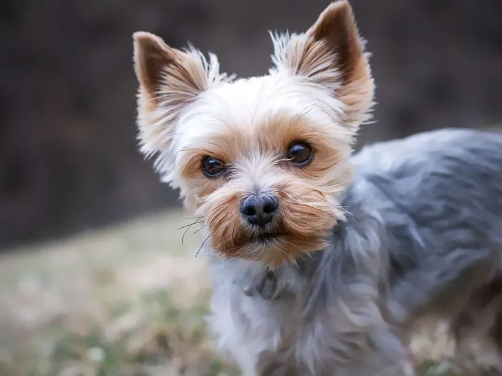 Yorkshire Terrier: Alles über die Hunderasse