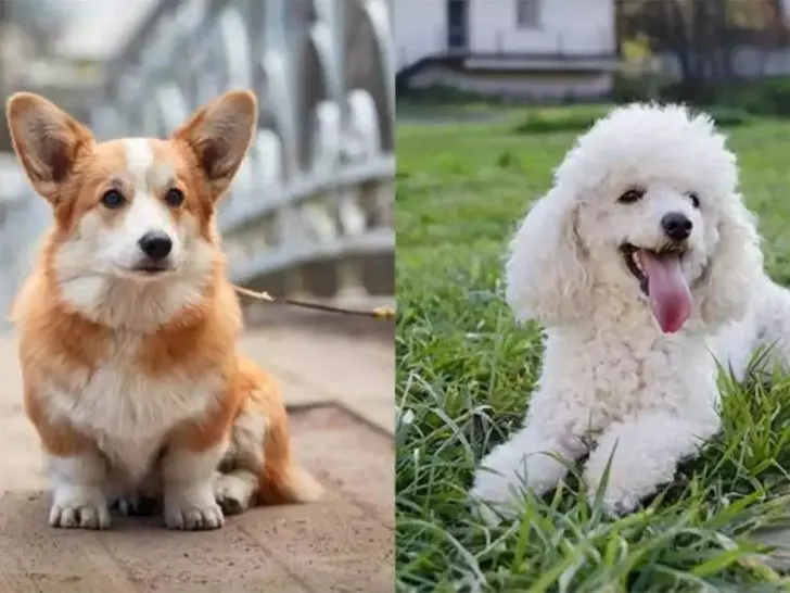 Pudel Corgi Mix: Der unerwartete Mischling