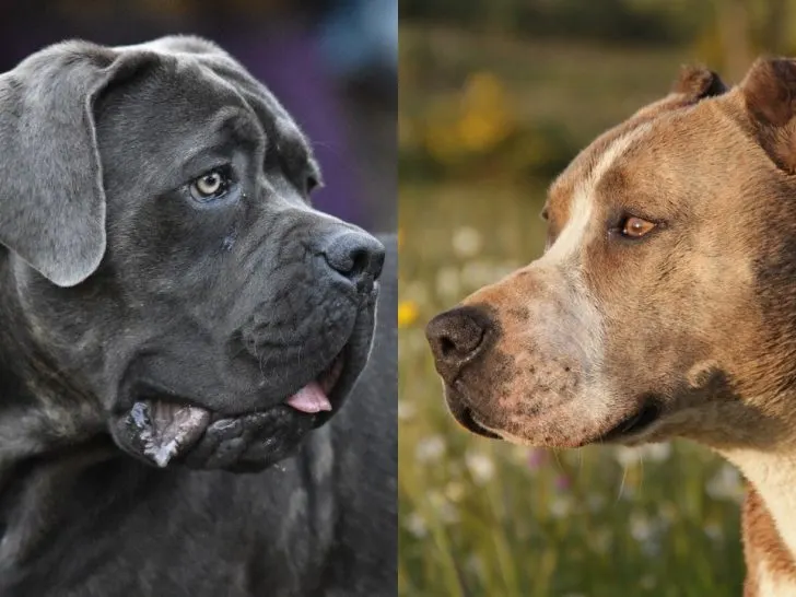 Cane Corso Pitbull Mix: Was man wissen sollte