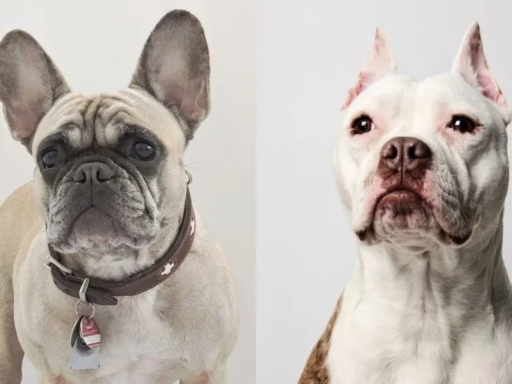 Französiche Bulldogge Pitbull Mix