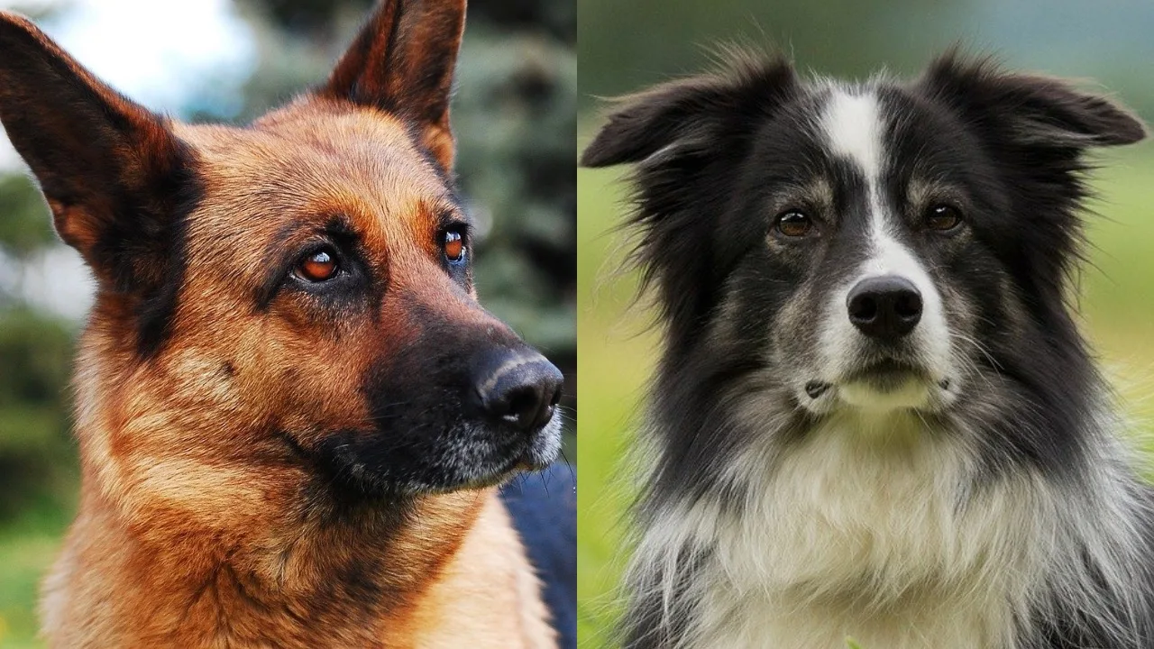 Deutscher Schäferhund Border Collie Mix