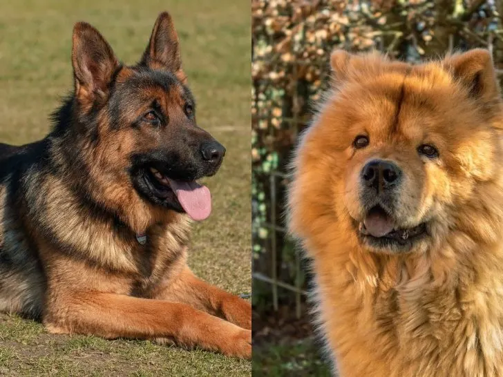 Deutscher Schäferhund Chow Mix: Der Bedürftige Hund