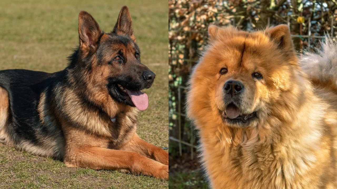 Deutscher Schäferhund Chow Mix