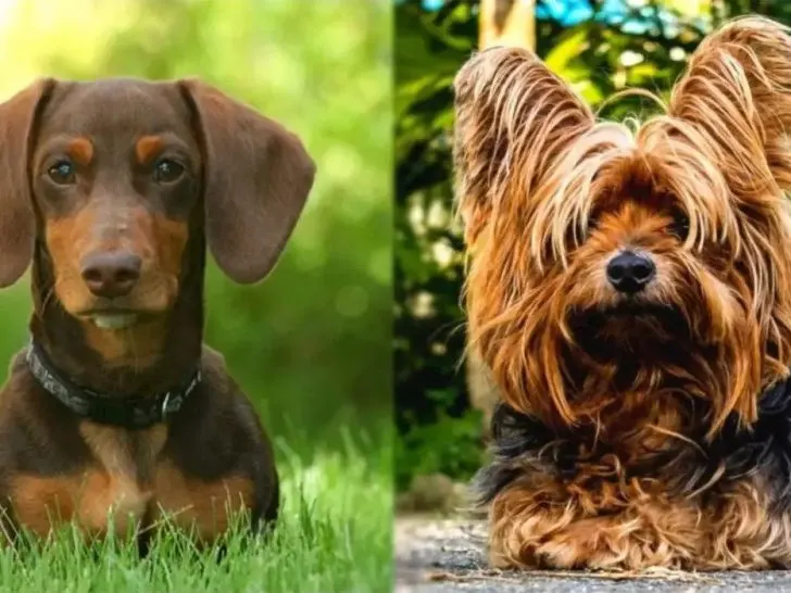 Dackel Yorkie Mix: Sanfte und liebevolle Hunde