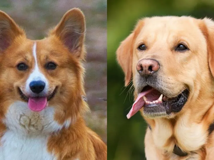 Corgi Lab Mix: Der Labrador mir kurzen Beinen