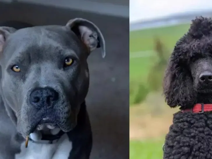 Pitbull Pudel Mischling: Seltsamer geht es nicht