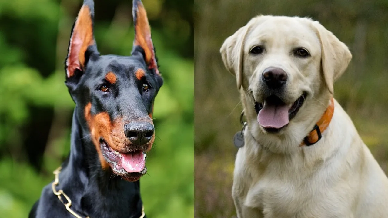 Dobermann Lab Mix