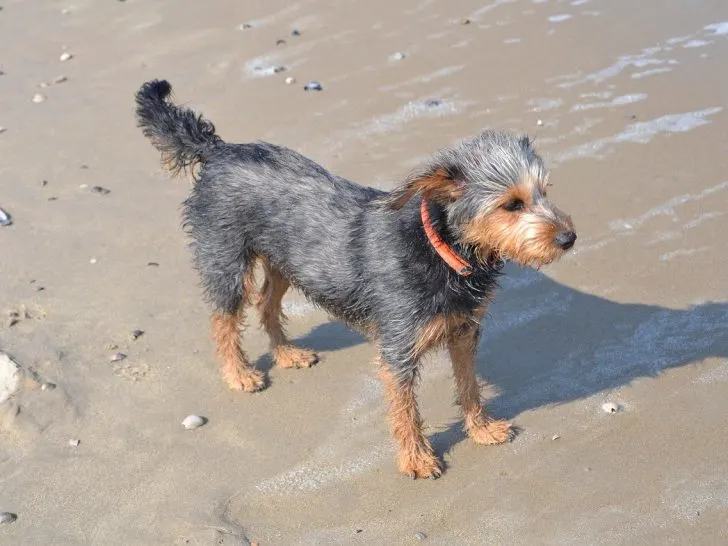 Dackel Terrier Mix: Alle Fakten zum Mischling