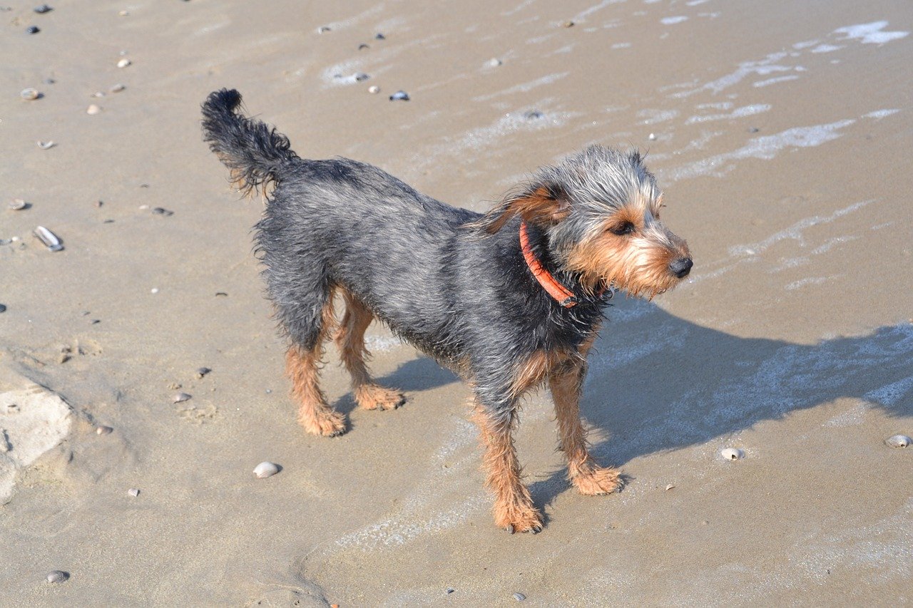 dachshund terrier mix