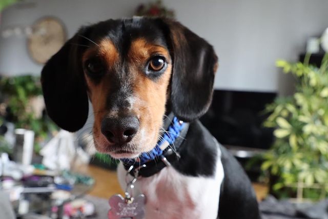 Dachshund Beagle Mix