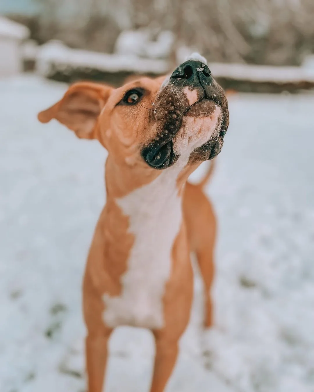 Boxador: Der Boxer Labrador Mischling