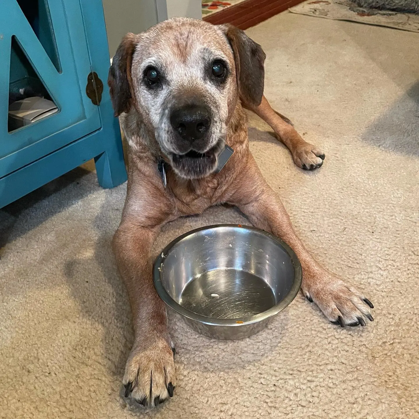 Boxer Lab Mix