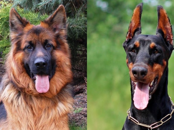 Deutscher Schäferhund Dobermann Mix: Alle Fakten