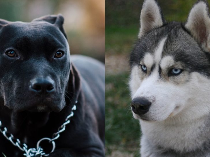 Pitbull Husky Mix (Pitsky): Ein umfassender Guide mit Fotos