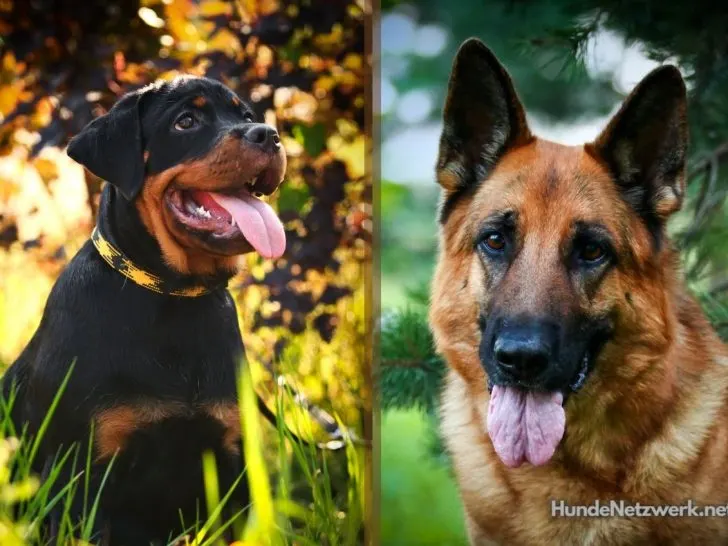 Rottweiler Schäferhund Mix: Kraftpakete mit Charme (+Fotos)