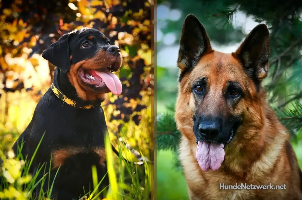 Rottweiler Schäferhund Mix