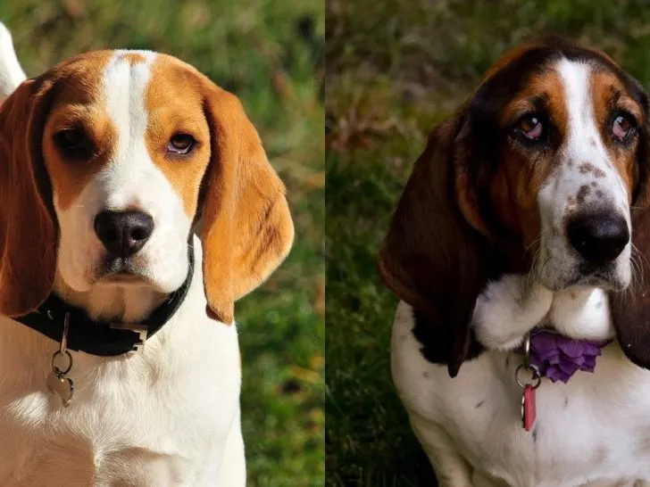 Beagle Basset Hound Mix  – Der Beagle Hound