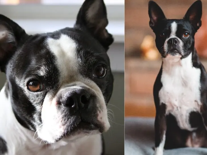 Terrier Rassen: Der Boston Terrier