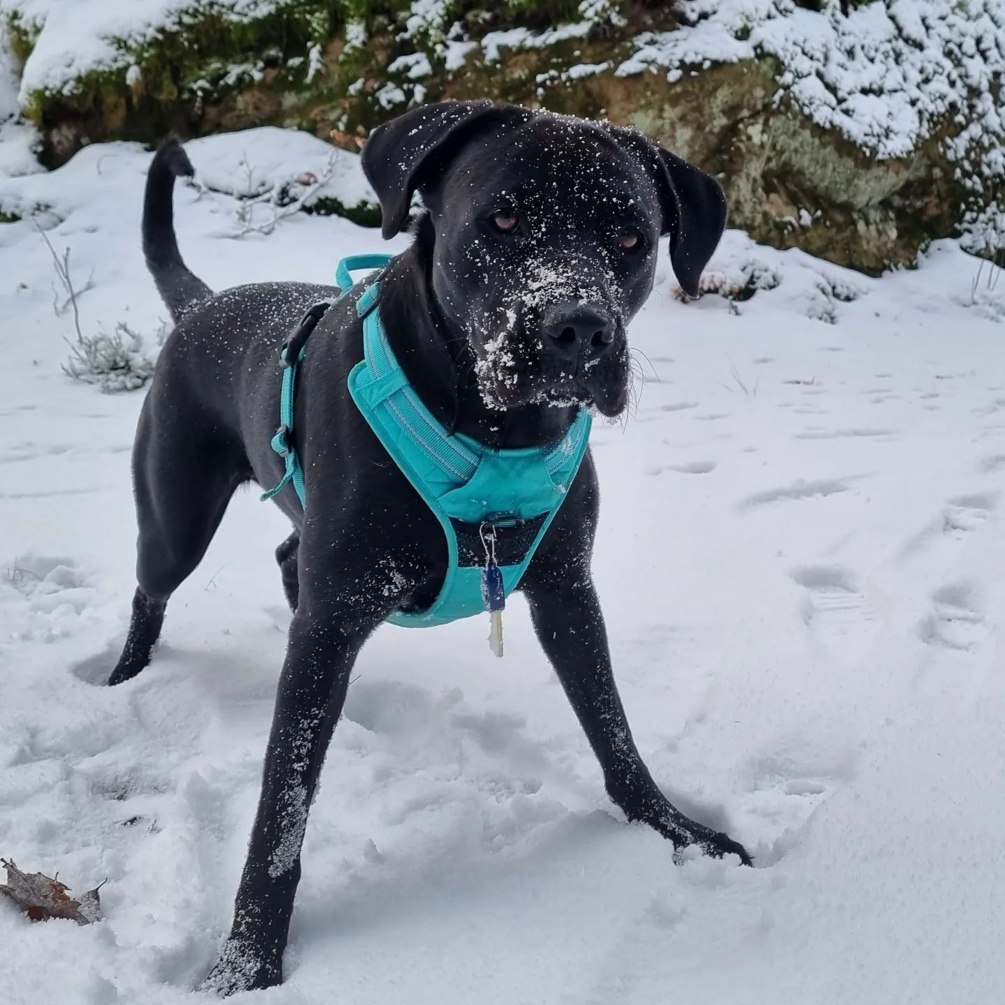 Boxer Labrador Mix