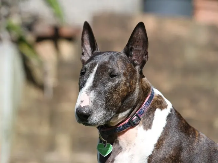 Bull Terrier: Außergewöhnlich, aber erstaunlich
