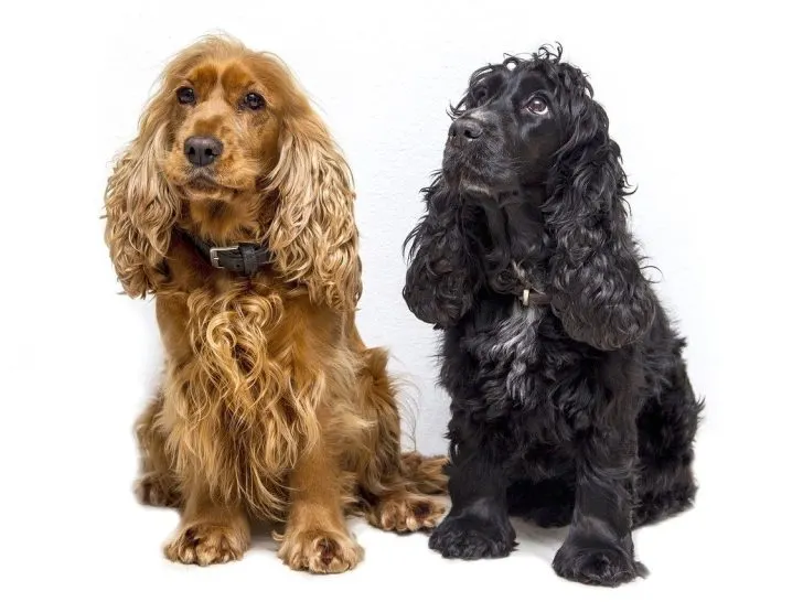Cocker Spaniel: Amerikanisch VS. Englisch