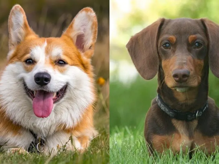 Dackel Mischling: Corgi Dackel Mix