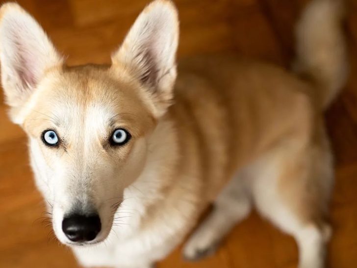 Corgi Husky Mix – Der süße Horgi mit Fotos