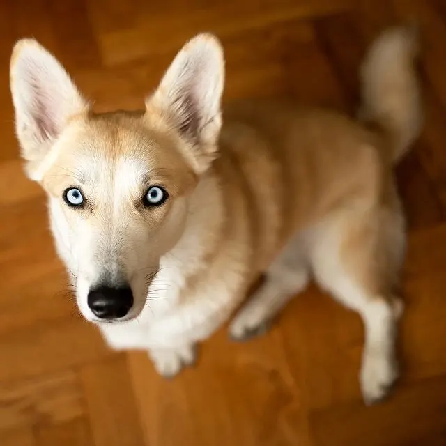 Horgi - Corgi Husky Mix 