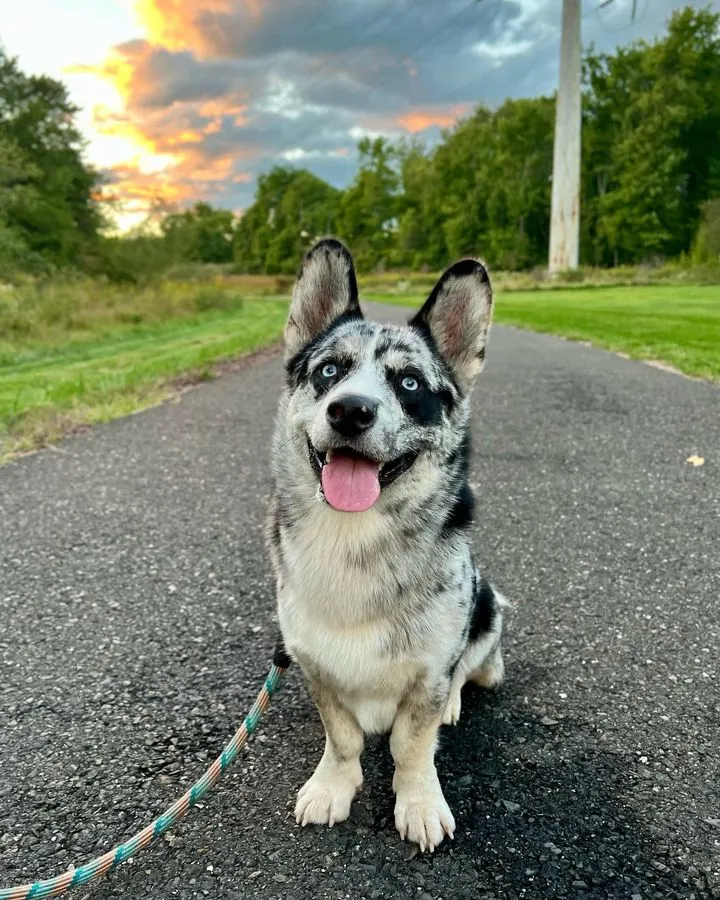 Corgi Husky Mix 