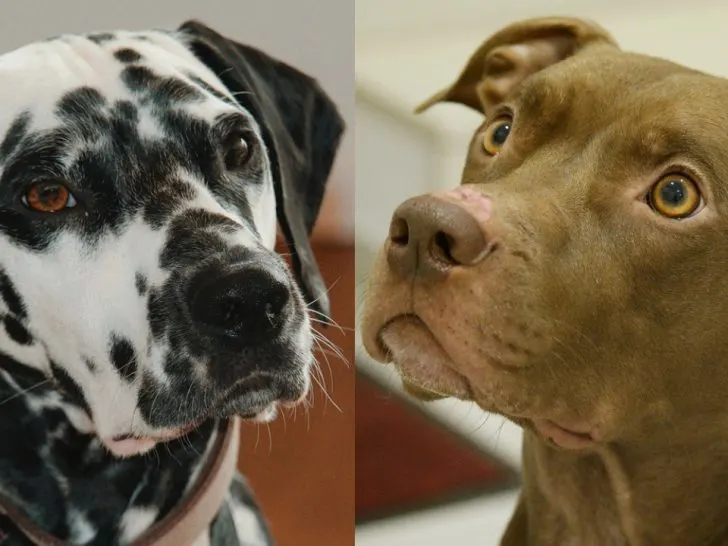 Dalmatiner Pitbull Mix: Sehr selten und anspruchsvoll