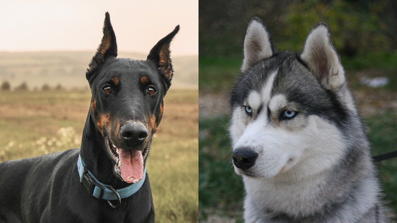 Dobermann Husky Mischling