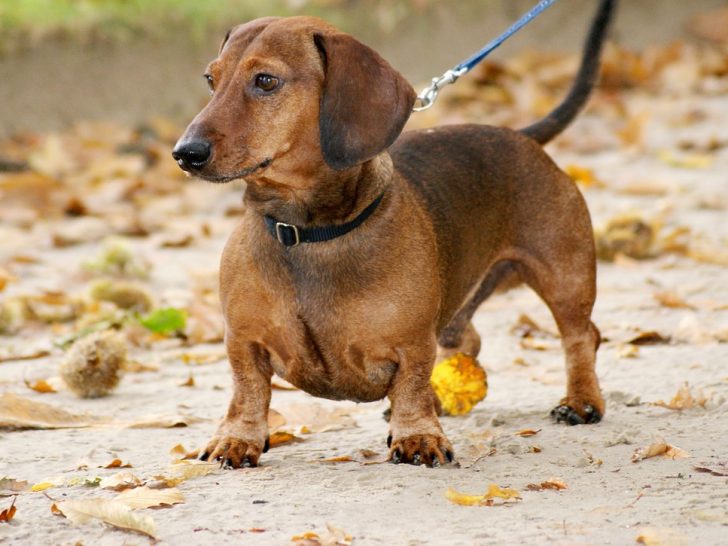 Dackel Hund: Der kleine, aber feine Deutscher Hund