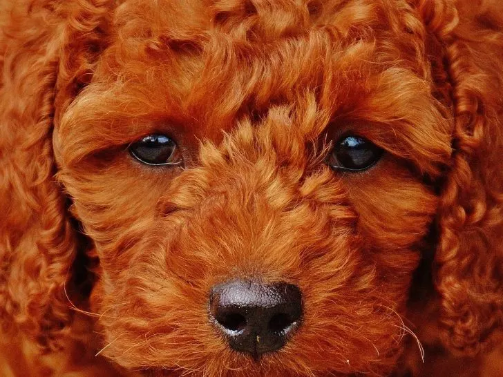 Teddy Hund: Der fluffige braune Pudel