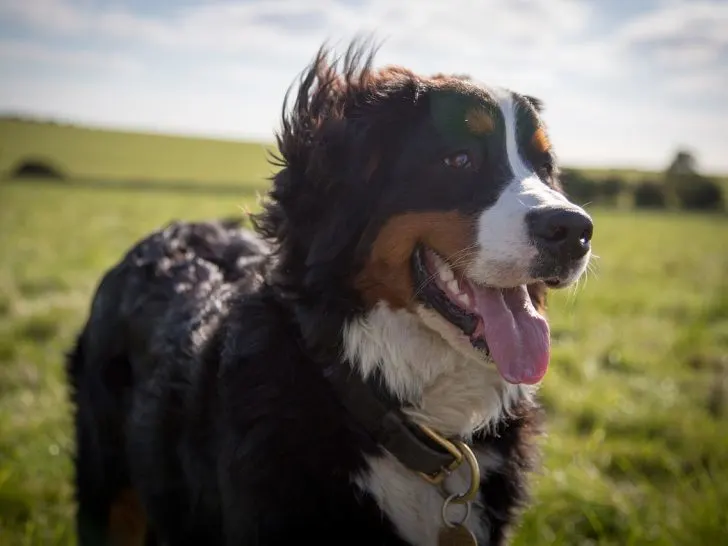 Berner Sennenhund: Der beliebte Familienhund