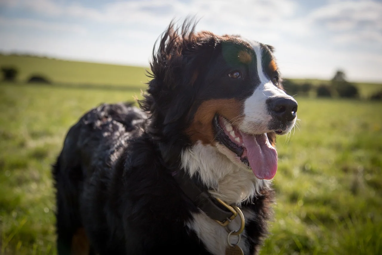 Berner Sennenhund