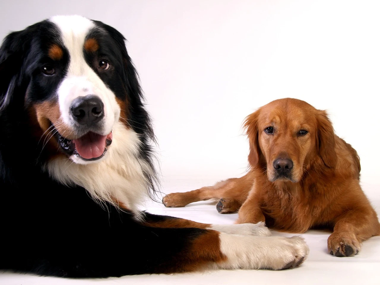 Berner Sennenhund Golden Retriever Mix