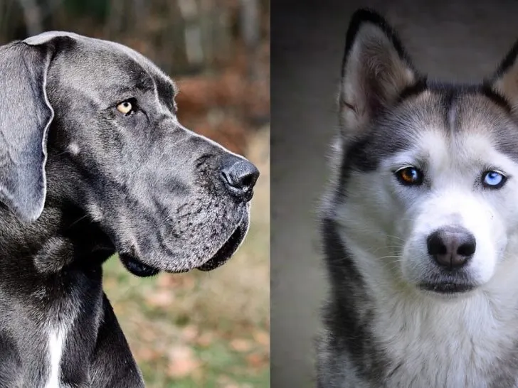 Deutsche Dogge Husky Mix: Was zu wissen ist